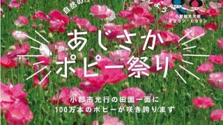 20240513 福岡県 小郡市 味坂ポピー祭り 100万本