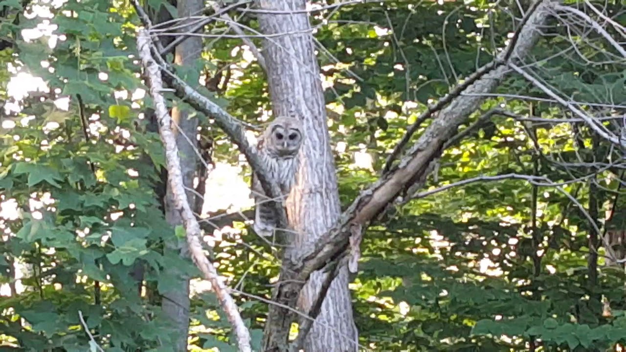 Barred Owl yelling