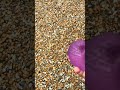 Daily walk