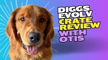 Diggs Evolv Crate Review: A Must-Have for Puppy Owners!