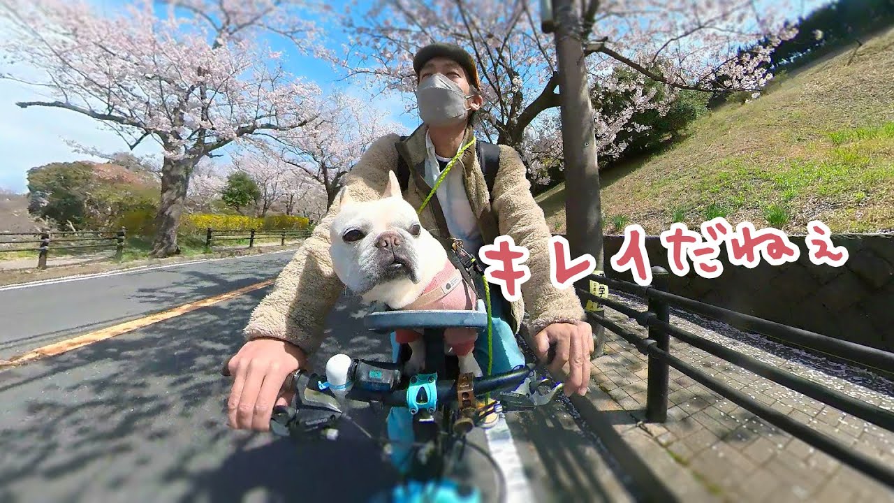 ペット乗せ自転車になる『バディーライダー』なにがスゴいのか口コミし