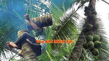 Vì sao Vua Khỉ Miền Tây cưa cây Dừa không lấy tiền ... ??? Cutting coconut tree .