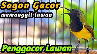 CUIT CUITAN SOGON GACOR NEMBAK PANJANG MEMANGGIL LAWAN, BIKIN EMOSI TROTOL JANTAN SEKETIKA