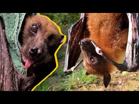 Video: Le volpi volanti sono pipistrelli?