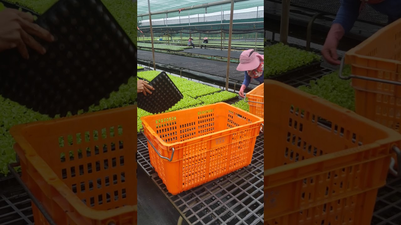 Vườn ươm rau giống.