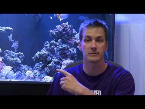 Mr. Saltwater Tank TV Friday Am Quick Tip #100: Don't Believe The Rumors