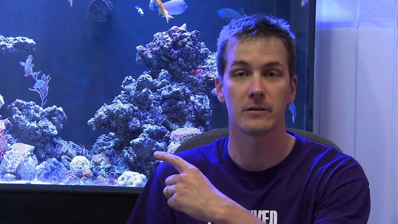 cleaner shrimp facts Mr. Saltwater Tank TV Friday Am Quick Tip #100: Don't Believe The Rumors