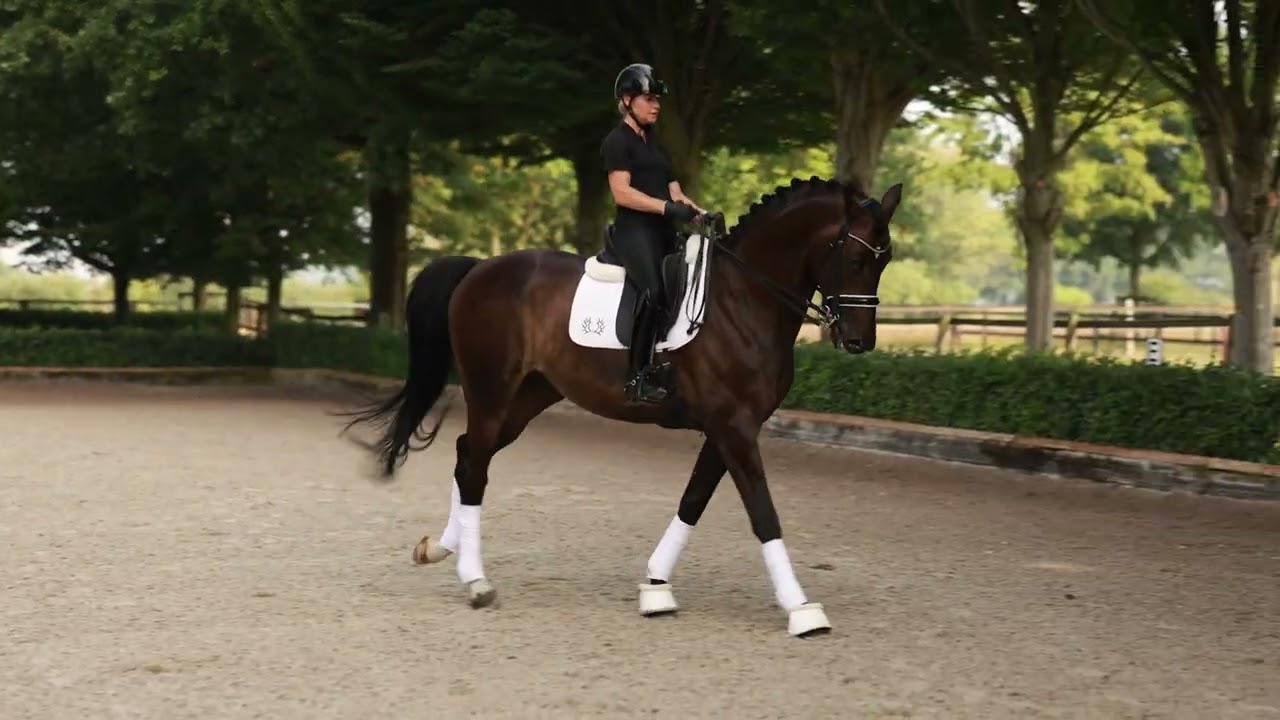 Gestüt Letter Berg Heaven Dancer, Training 08-2025