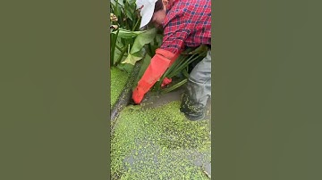 RT lal40442168 mini rotary tillage and ridging all-in one tree 🌲 short view