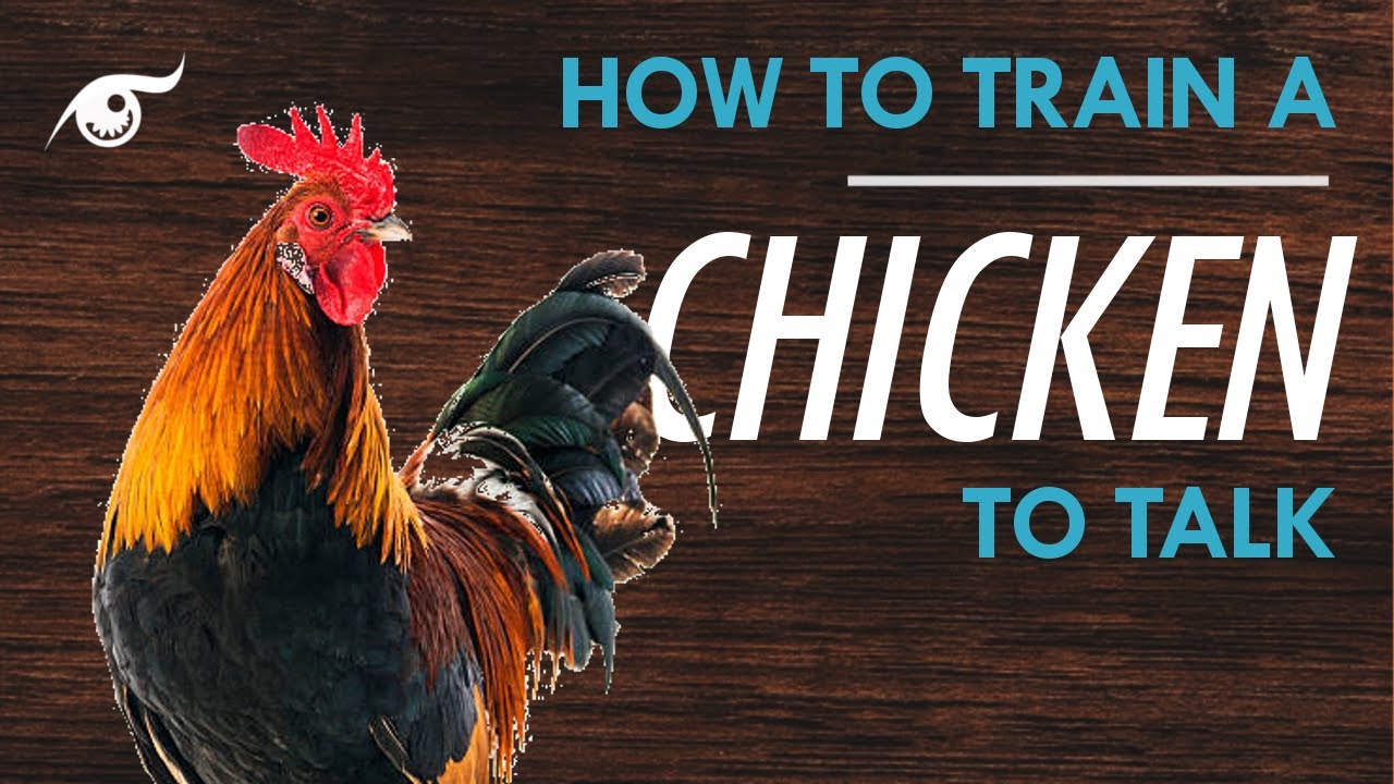 How to Train a Chicken to Talk Kenchi the Smartest Chicken YouTube