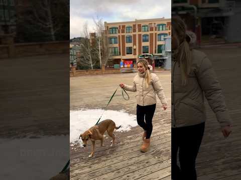 Urban Adventures With Lila Dog With Backcountry Sponsored Venturebeyond