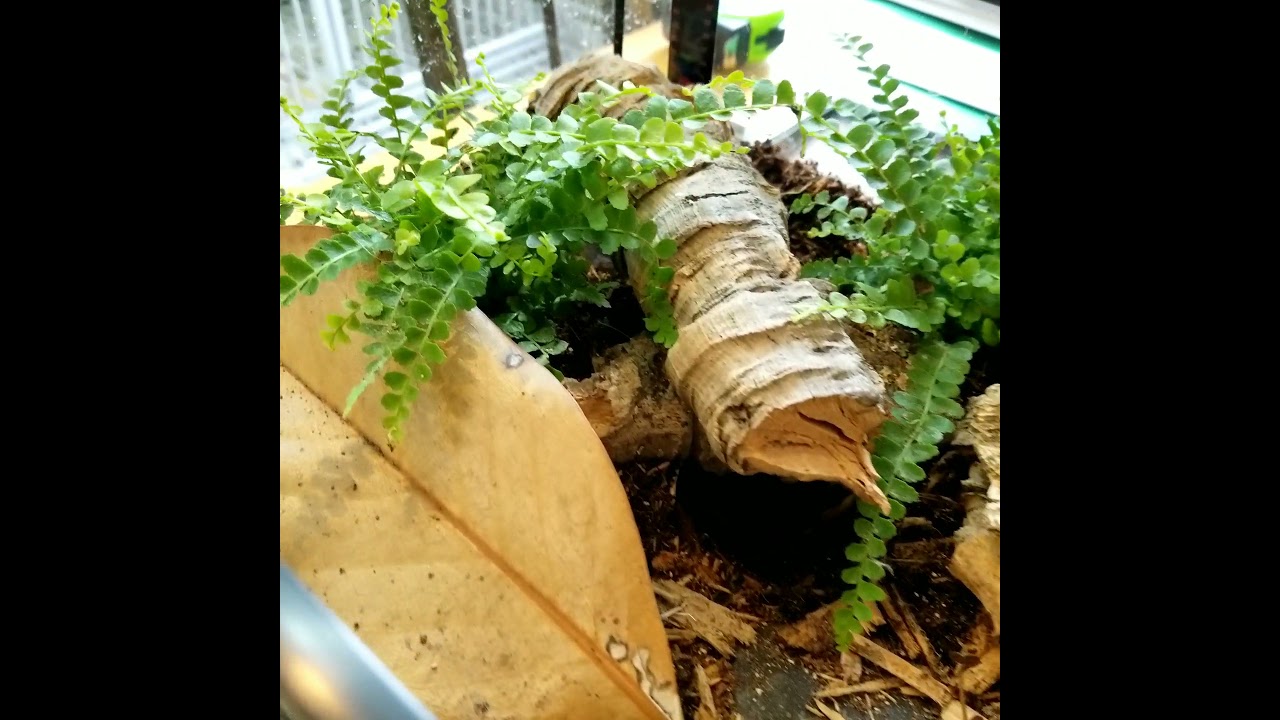 Basic Scorpion Bioactive enclosure