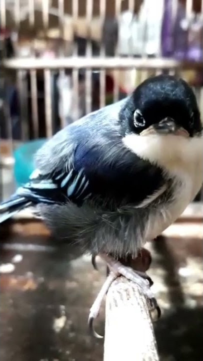 anakan burung rambatan doraemon