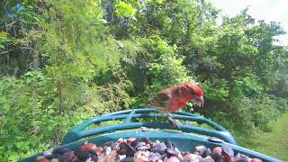 Backyard Birds at My Feeder Throughout the Day | Cardinals, Finches, Doves & More