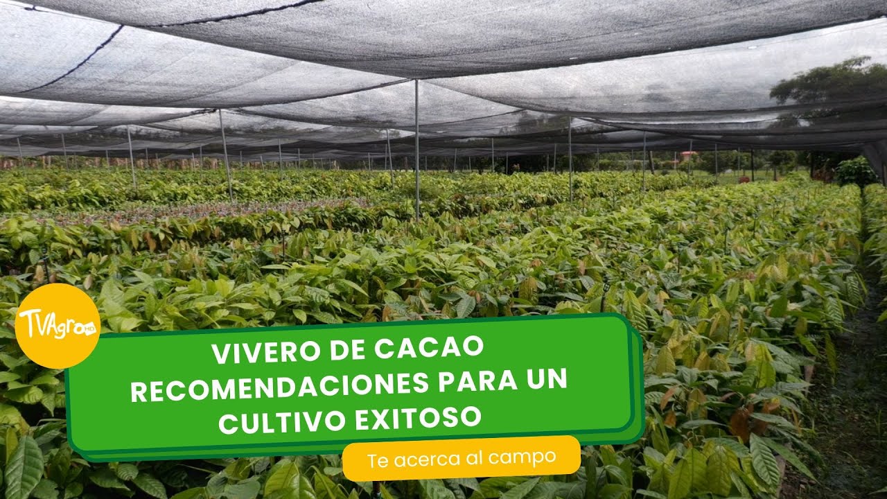 Vivero de cacao: Recomendaciones para un cultivo exitoso- TvAgro por Juan Gonzalo Angel Restrepo