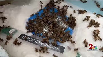 Keepings bees buzzing throughout the winter, Anchorage man creates a special slim