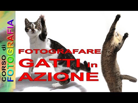 Video: Come Fotografare I Gatti