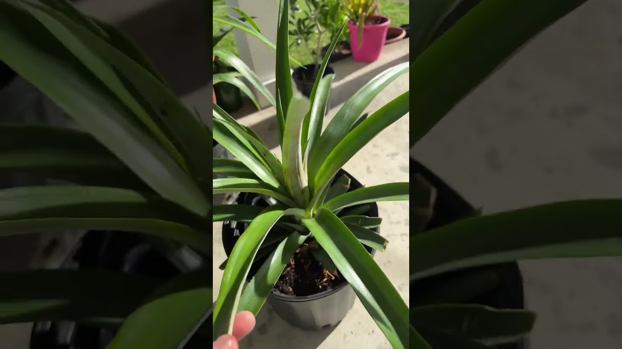 Wow Pineapple Growing Great shorts YouTube