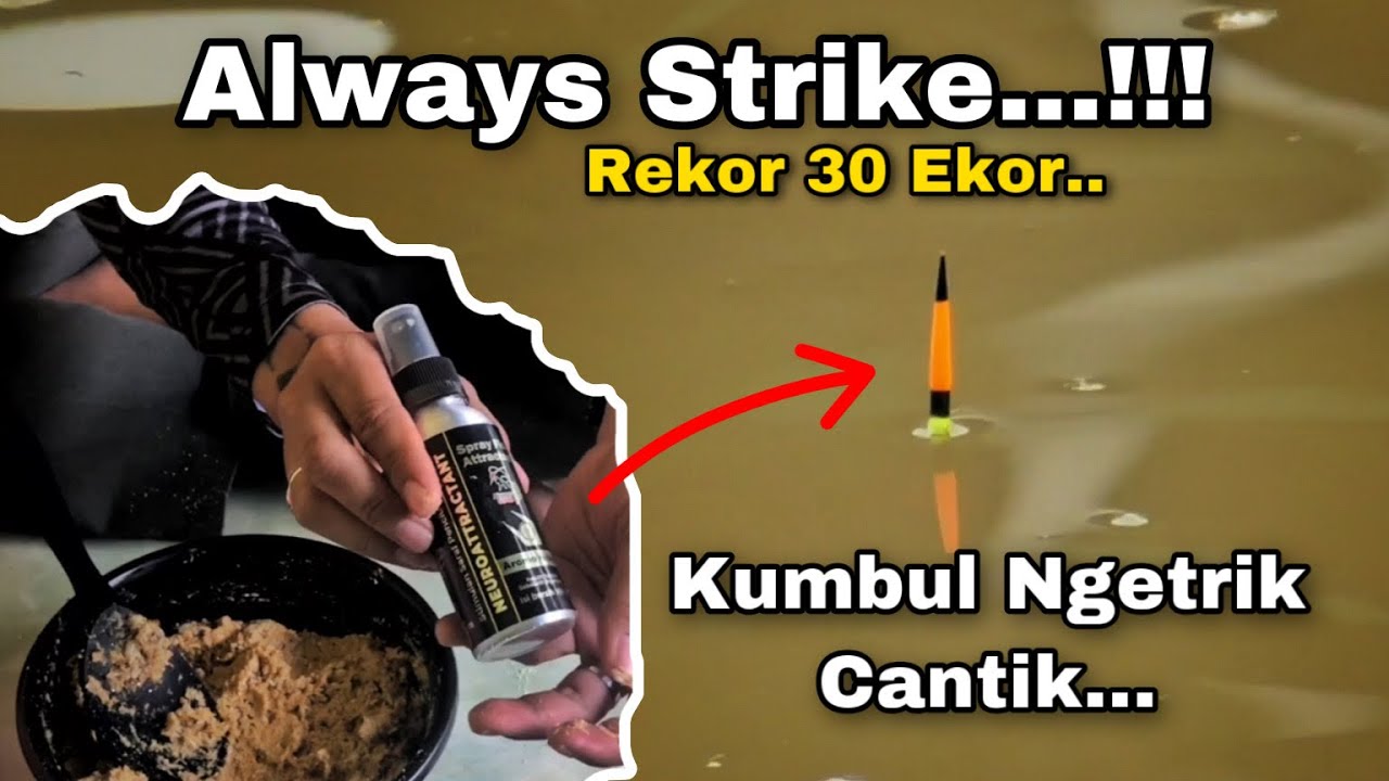 Always Strike! Brusutt Banget Bikin Ikan Kayak Kelaparan | Umpan Jitu Gacor Ikan Mas