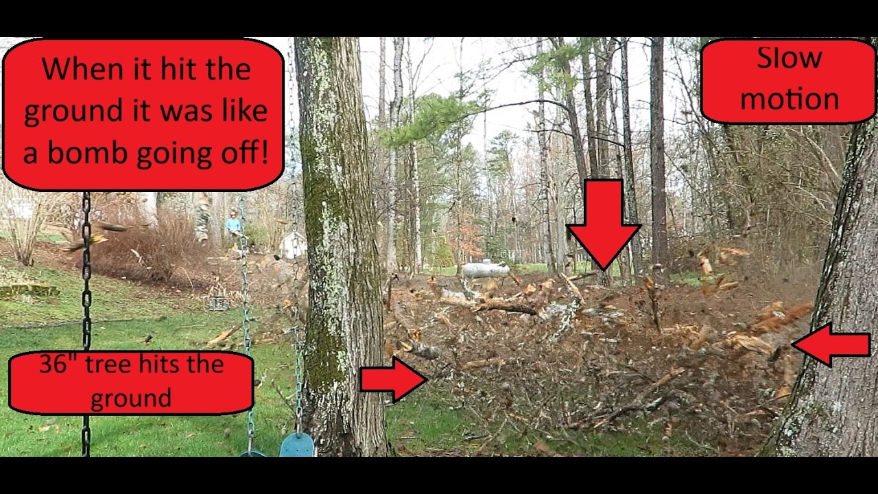 Ep#400 I'm Back! Cutting down a 36 in wide dead pine tree in slow ...
