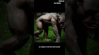 Bald Chimp with huge muscles: Unraveling the Truth Behind Their Unique Appearance #shorts