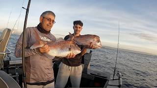 SNAPPER FISHING MADNESS!!! Wollongong NSW