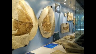 Museo dei Fossili di Bolca