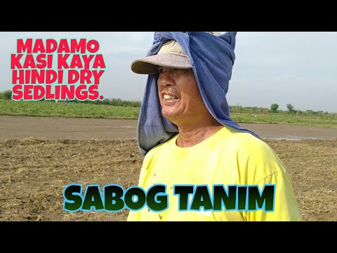 Video: Maaari ka bang magtanim ng palay sa isang greenhouse?