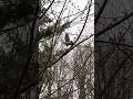 Dove in a tree