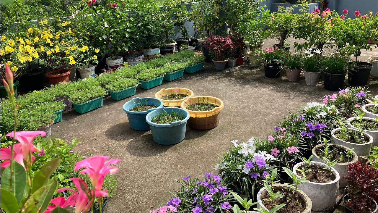 My Flower Garden Overview 1|8|2023||आंनि बिलदिंनि गासै फुल बागान