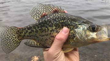 Pre-Spawn Crappie Fishing - Simple Techniques To Catch Crappie!
