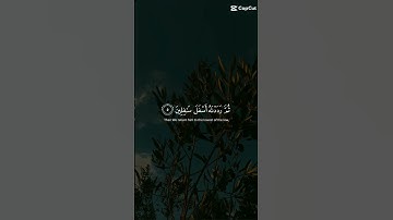 #سورة_التين #قرآن_كريم #الزيتون #surahattin #quran #nature #olive #explore #tranquility