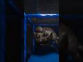 Be quiet or he'll find you… #subliminal #mascothorror #shorts