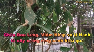 Cách Chữa Đau Lưng, Viêm Khớp, U Hạch bằng cây xương rồng cảnh