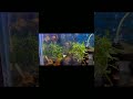 Fish Shopping In India Delhi Fish Aquarium Market Call 9717834073 Shorts Viral Trending 237 Fish Shopping In India Delhi Fish Aquarium Market Call 9717834073 Shorts Viral Trending 237
