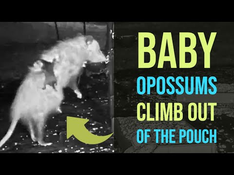 Video: Opossum Gerçekleri – Yanlış Anlaşılan ve Faydalı Opossum
