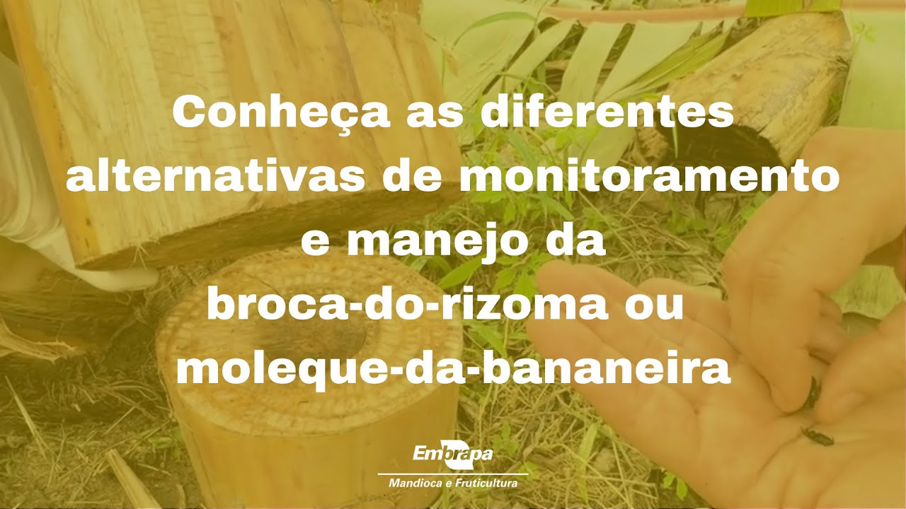 Monitoramento e manejo da broca-do-rizoma ou moleque-da-bananeira