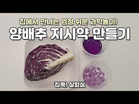 양배추 지시약 만들기 / 집에서 만나는 쉬운 과학놀이