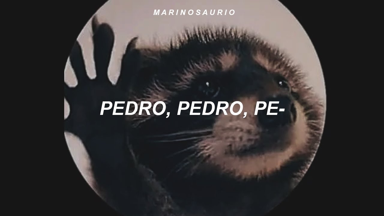 Pedro Pedro Pedro - Racoon Meme Full Version