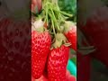 A bumper harvest of strawberry.#agriculturetechnology #agricultural #fertilizers