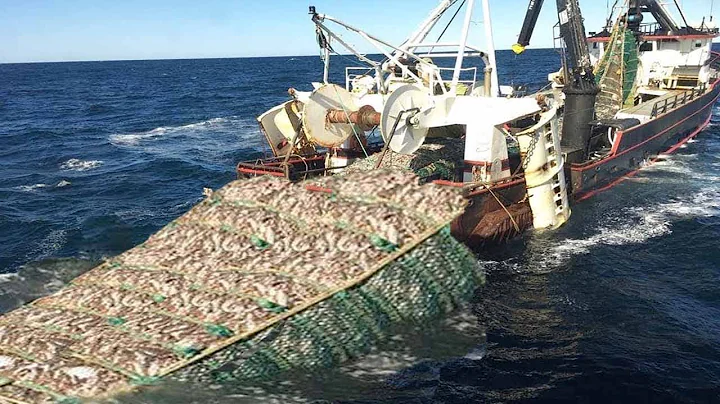 Amazing Big Catching on The Sea With Modern Big Boat - Amazing Giant Fishing Net I Never Seen - DayDayNews