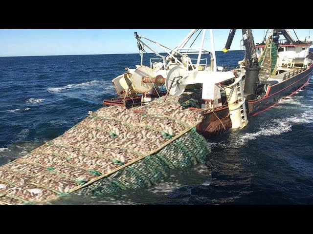 Amazing Big Catching on The Sea With Modern Big Boat - Amazing Giant Fishing  Net I Never Seen 