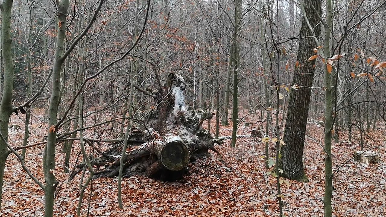 Futterdummy: hoch oben versteckt