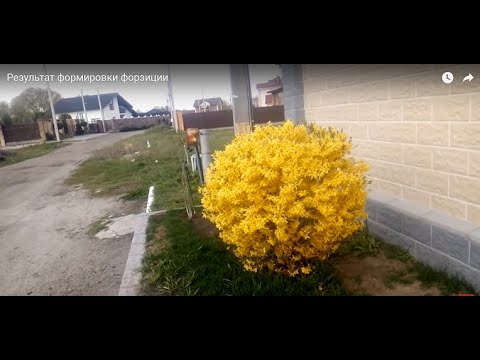 Видео: Forsythia навчны асуудал: Шар навчтай форситийн эсрэг юу хийх вэ