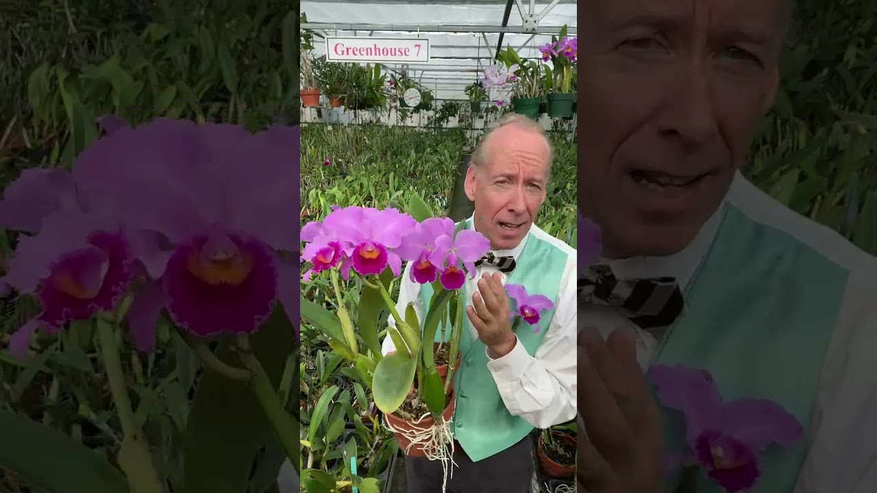 Cattleya trianaei- the National Flower of Colombia