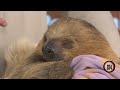 Quit slothing around... and come see the Wild World of Animals show in Johnstown on Saturday, May 16