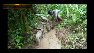 kejadian lucu saat berburu babi😂