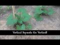 Grow Vertical Squash Plants by Staking Them!