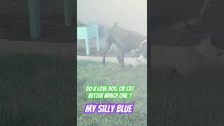 Which U Like The Best Dogs Or Cats I Gotta Know  I Love Dogs 