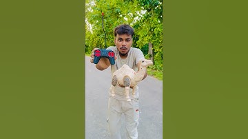 Rc Remote Control Camel Unboxing